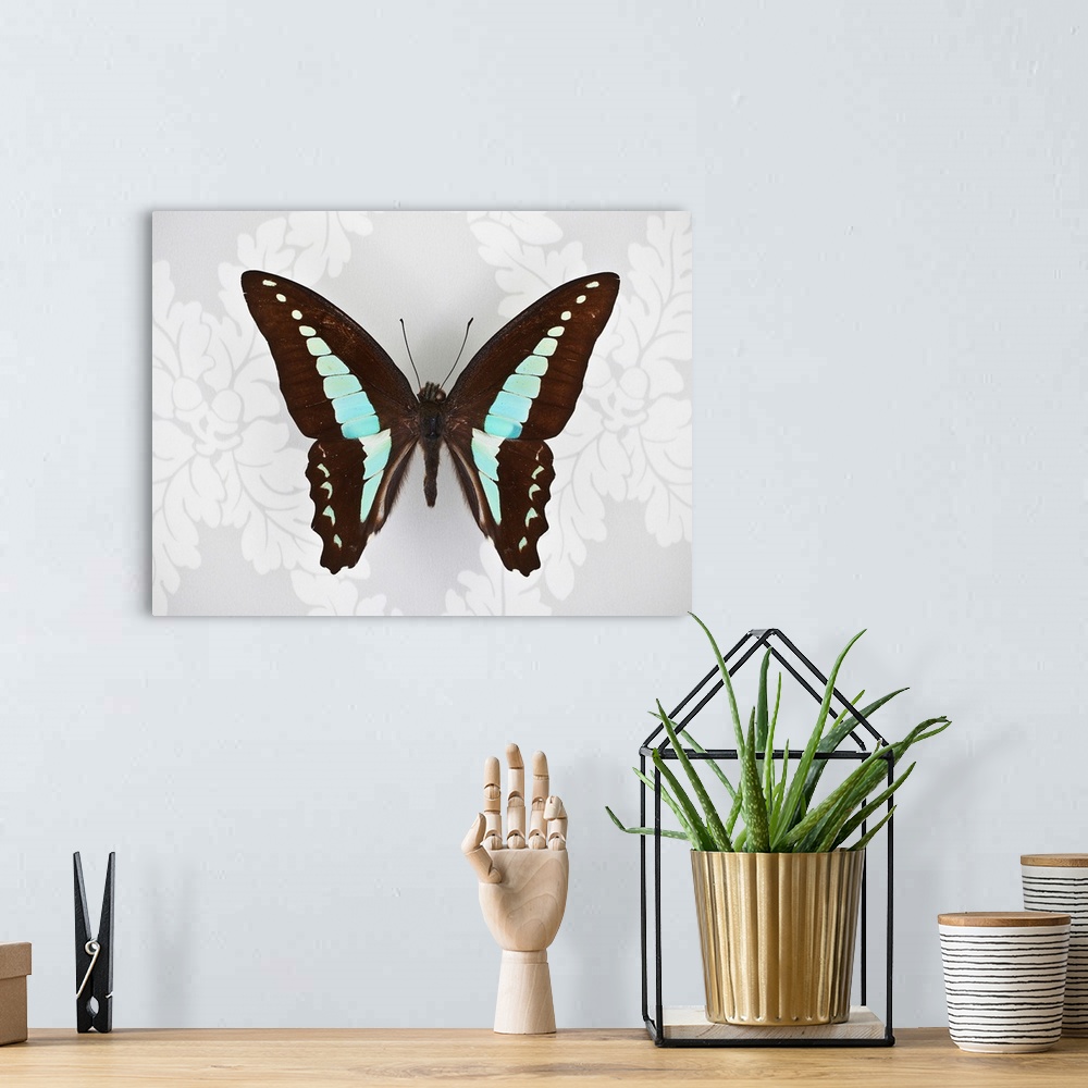 A bohemian room featuring Butterfly on wallpaper background