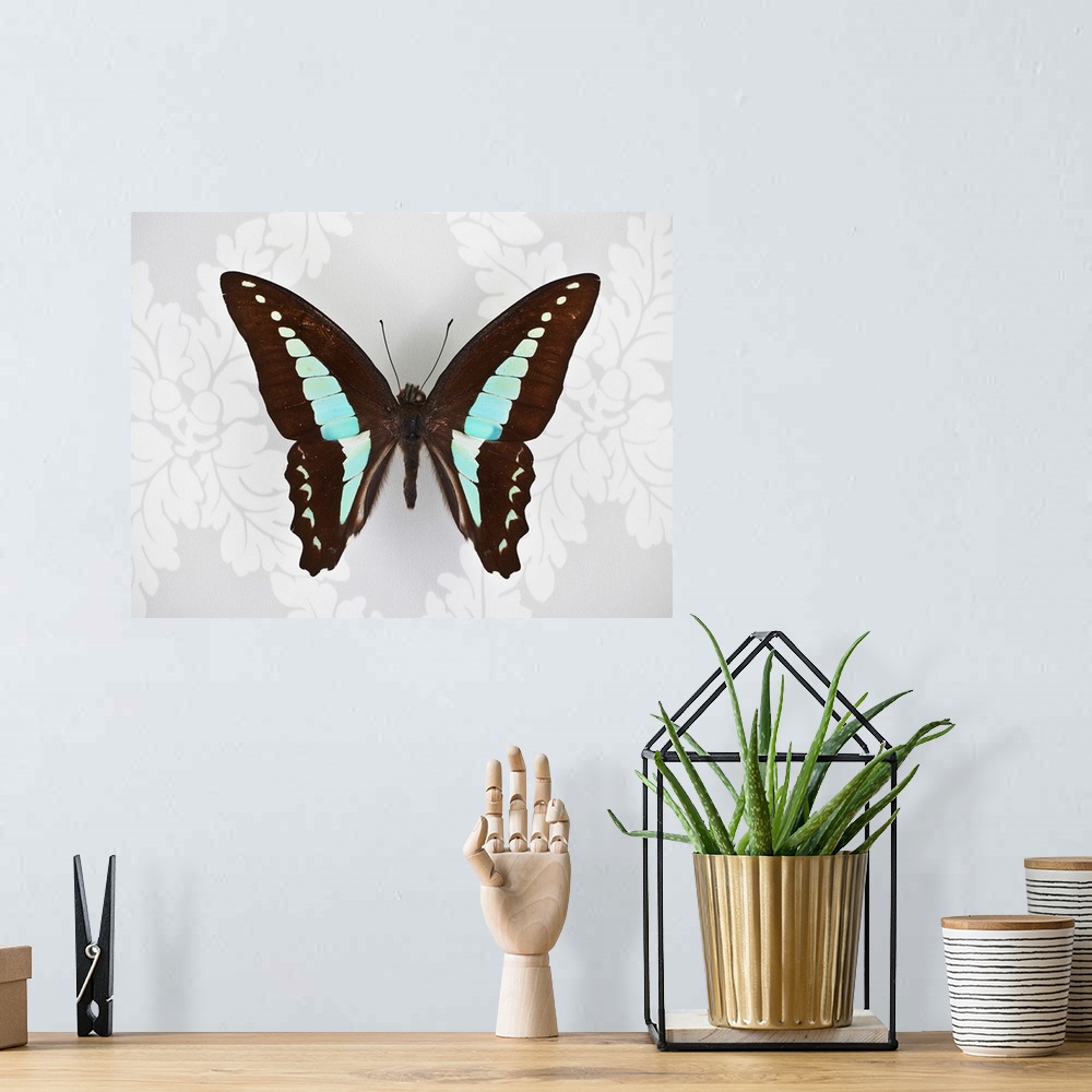 A bohemian room featuring Butterfly on wallpaper background