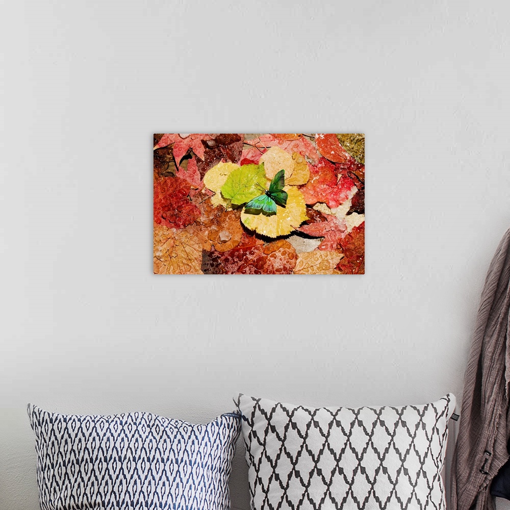 A bohemian room featuring Butterfly on wet autumn leafs