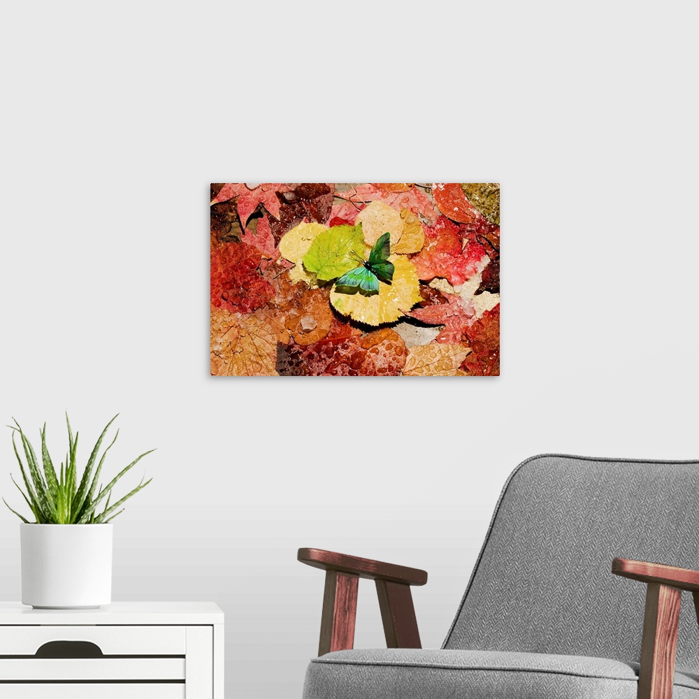 A modern room featuring Butterfly on wet autumn leafs