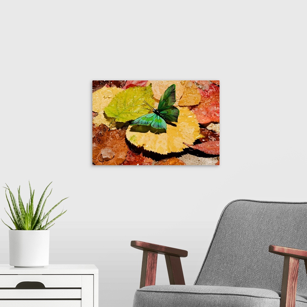 A modern room featuring Butterfly on wet autumn leafs