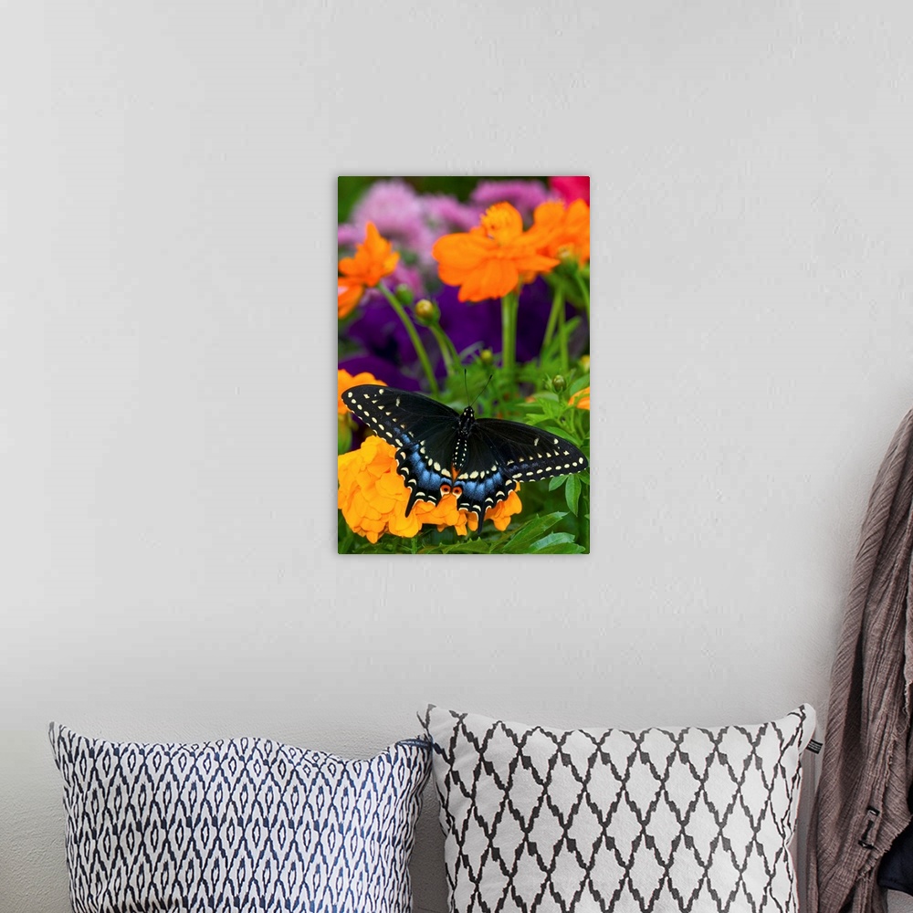 A bohemian room featuring Butterfly On Yellow Flowers