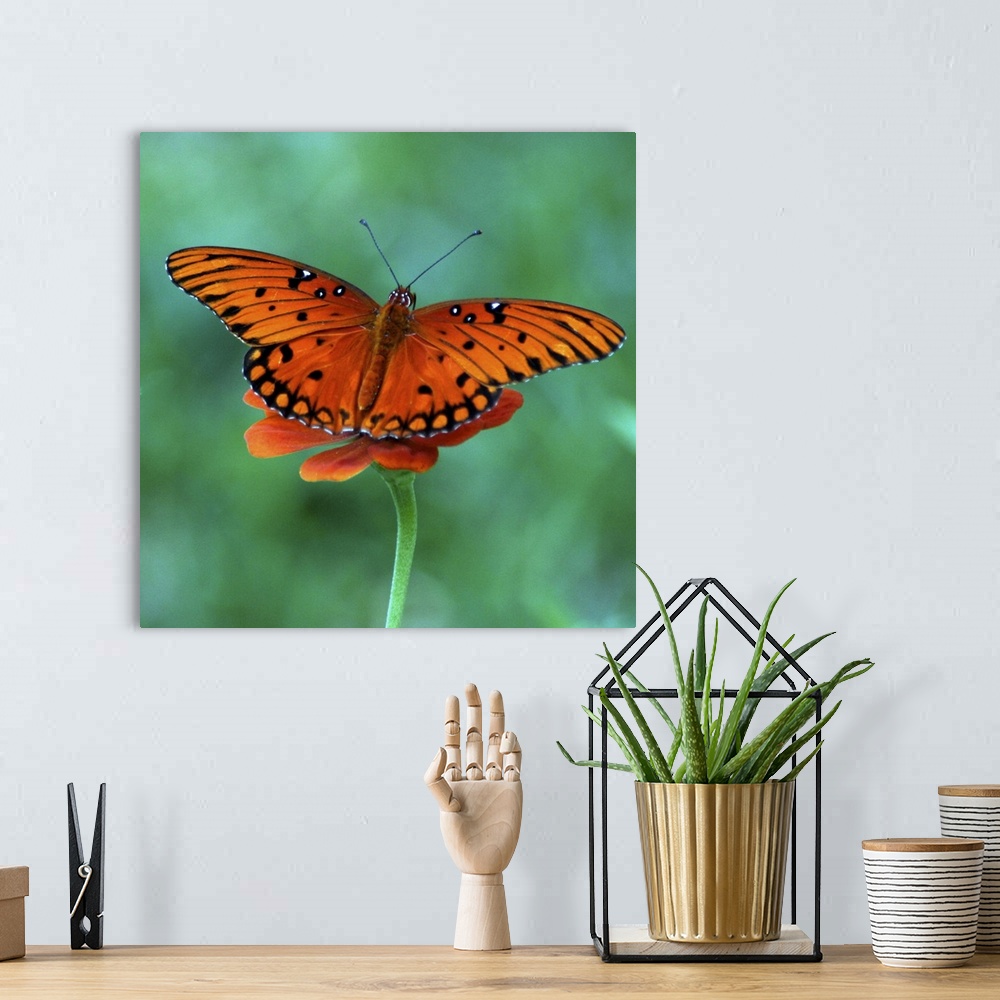 A bohemian room featuring Butterfly on Zinnia