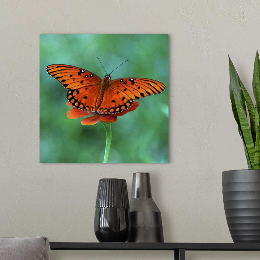 A modern room featuring Butterfly on Zinnia