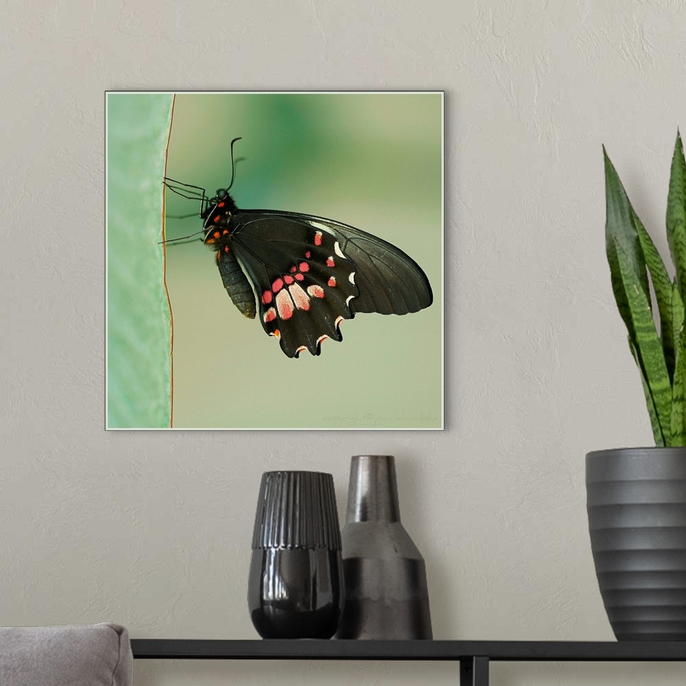 A modern room featuring Butterfly rests on piece of ribbon at Butterfly Conservatory.