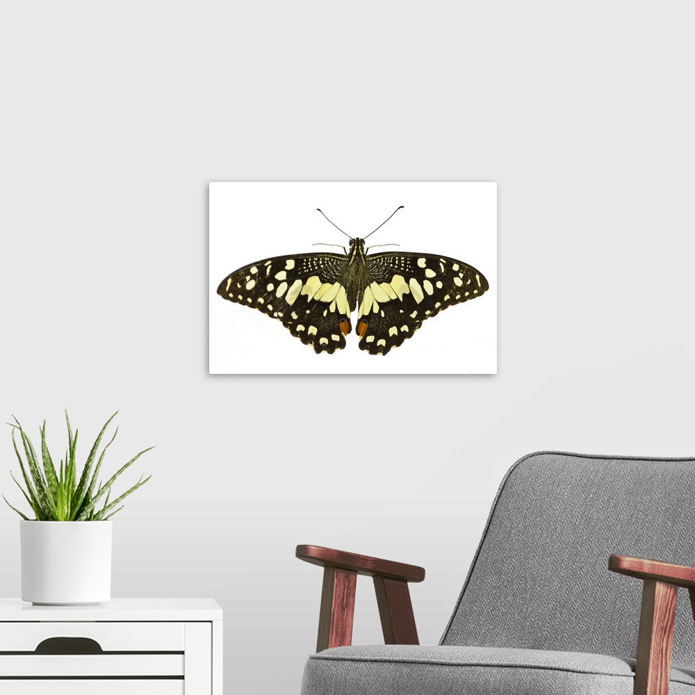 A modern room featuring Butterfly with white background.