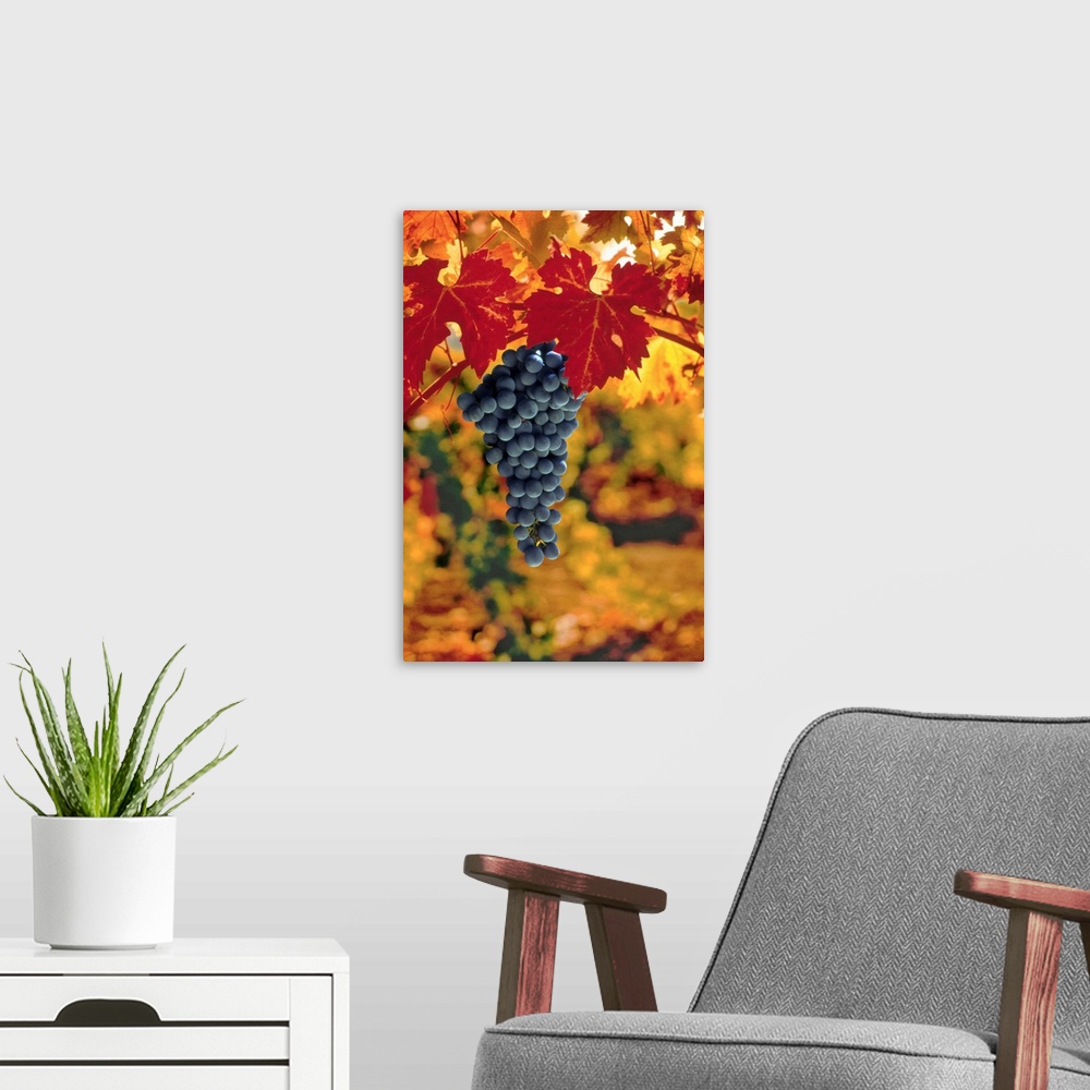A modern room featuring Cabernet Sauvignon Grapes