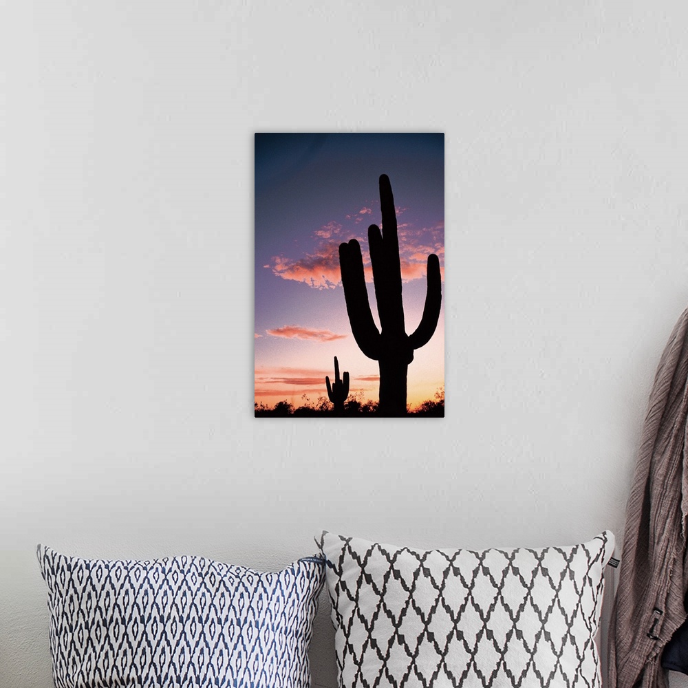 A bohemian room featuring Cactus at sunset , Saguaro National Park , Arizona