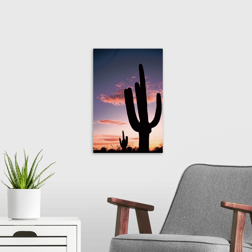 A modern room featuring Cactus at sunset , Saguaro National Park , Arizona