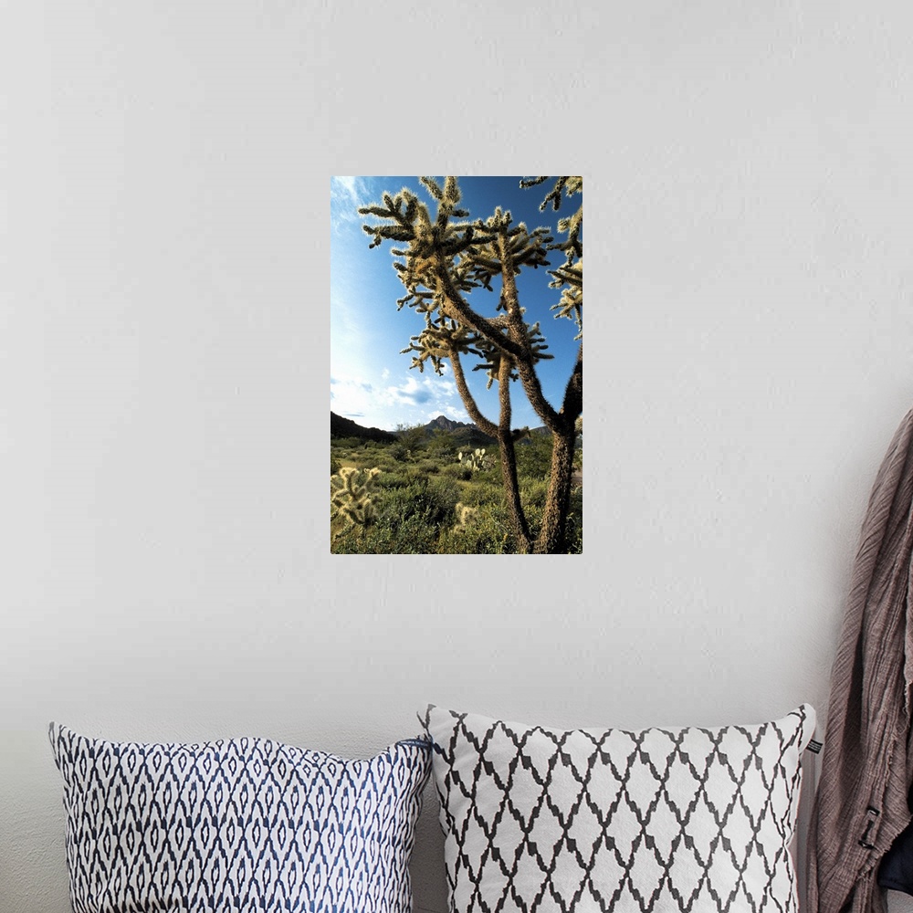 A bohemian room featuring Cactus in Saguaro National Park , Arizona