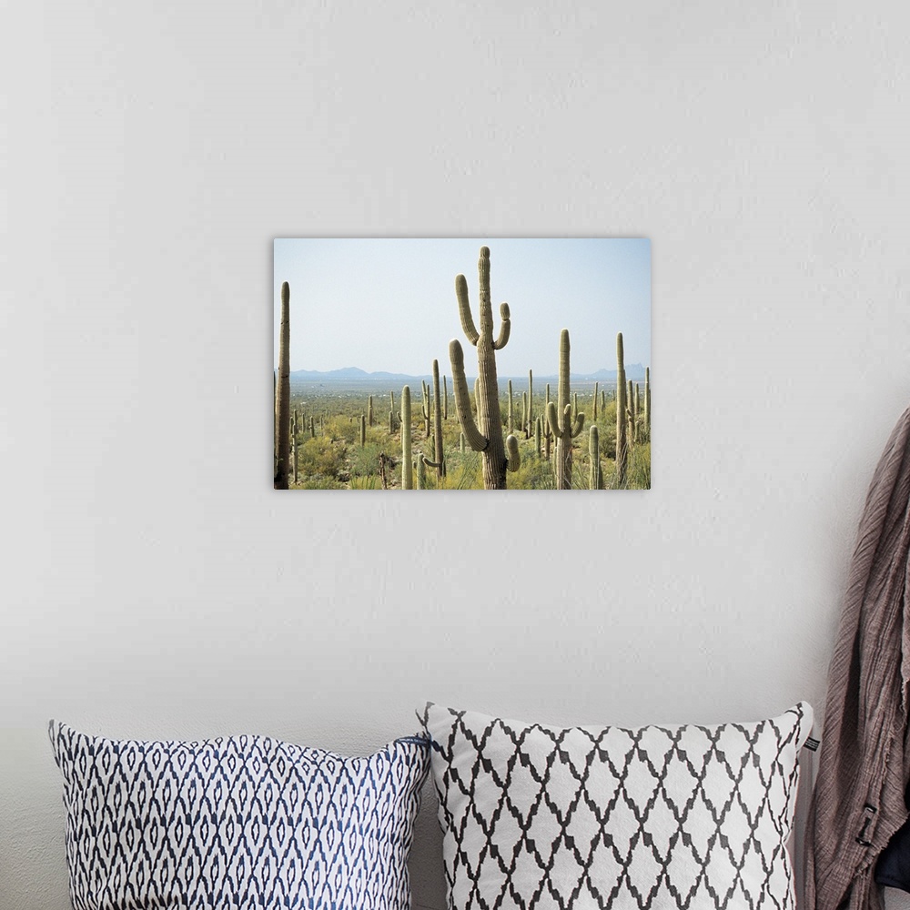 A bohemian room featuring Cactus in Saguaro National Park , Arizona