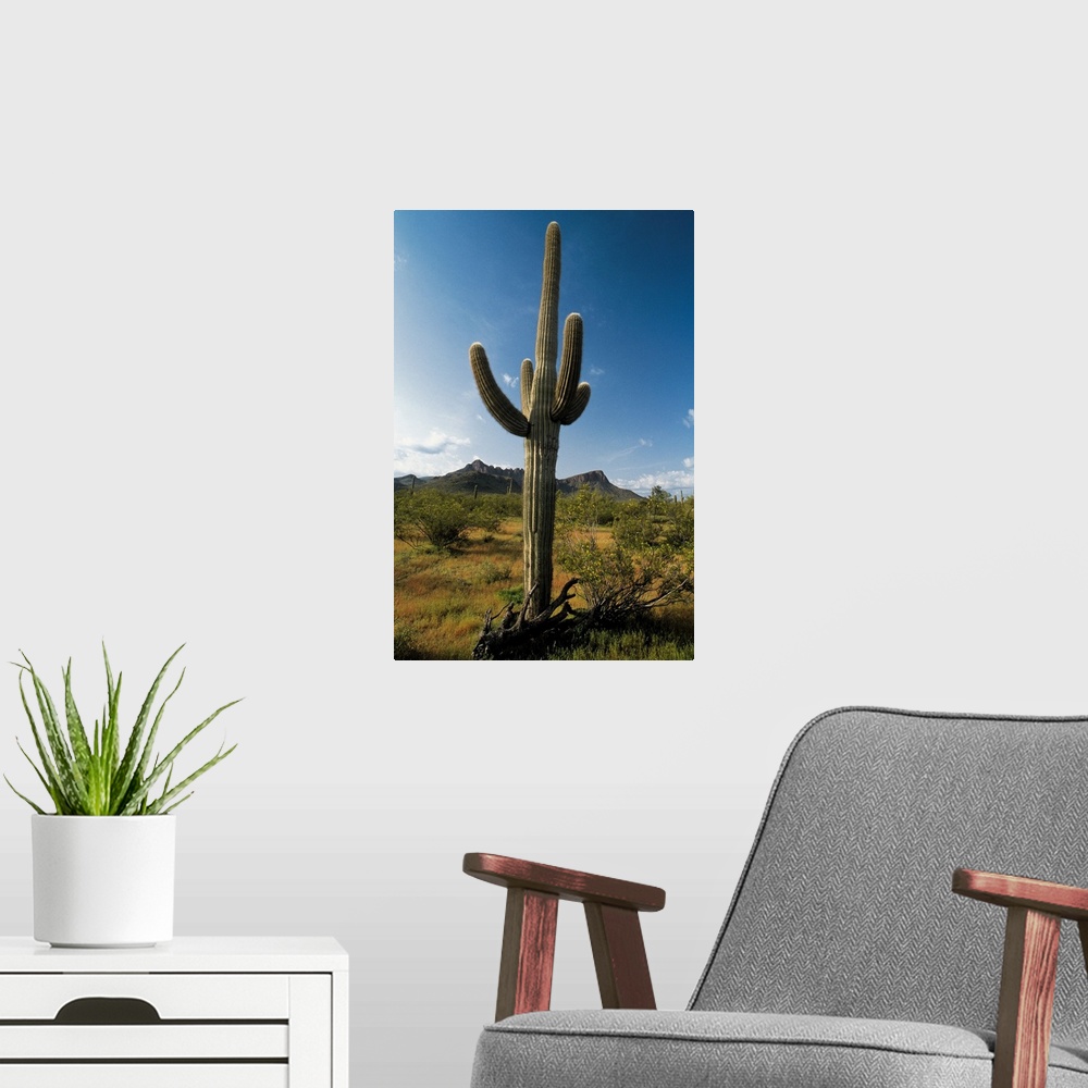 A modern room featuring Cactus in Saguaro National Park , Arizona