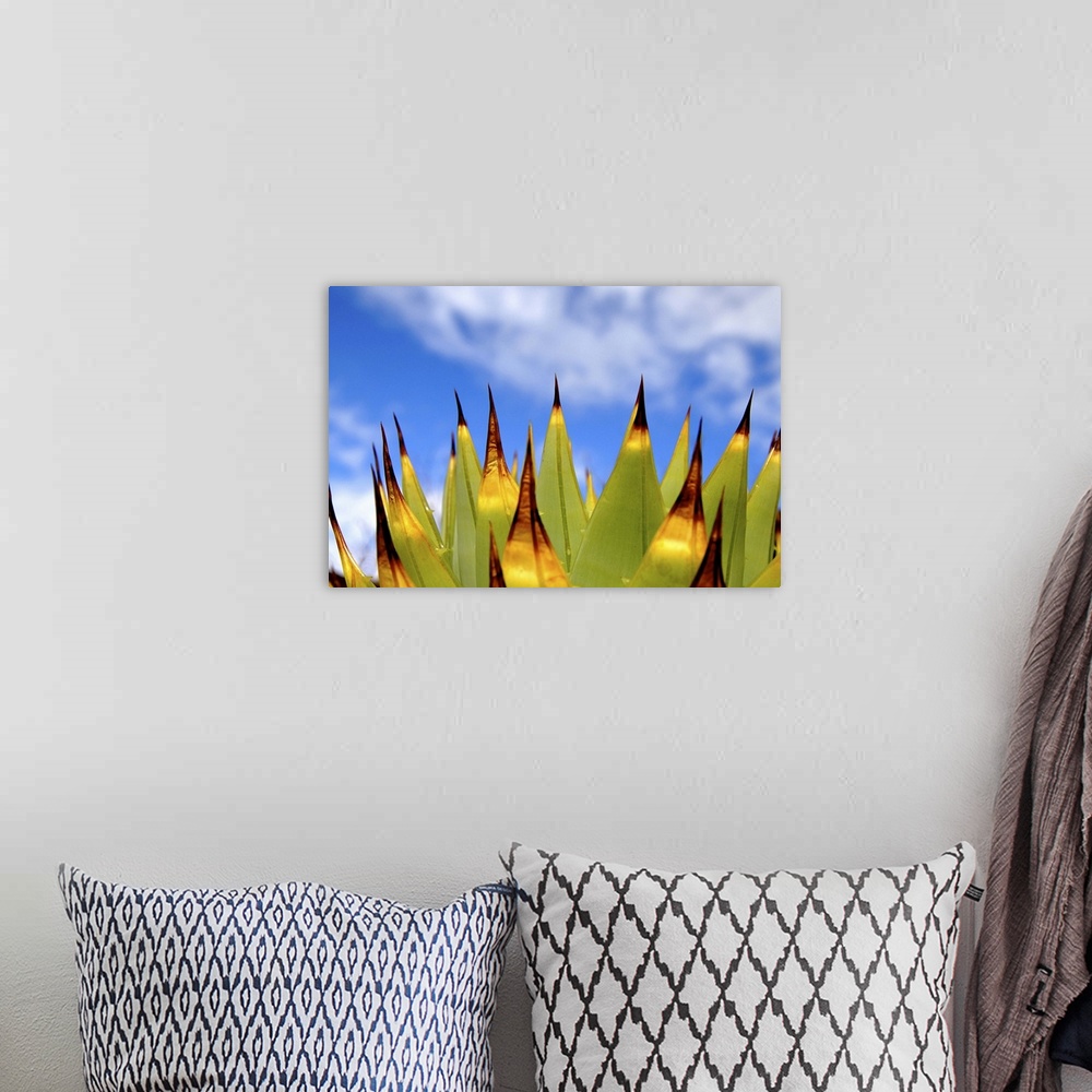 A bohemian room featuring Cactus seen from the side in front of blue sky with white clouds.