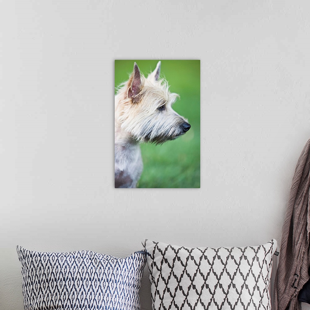 A bohemian room featuring Cairn Terrier in profile