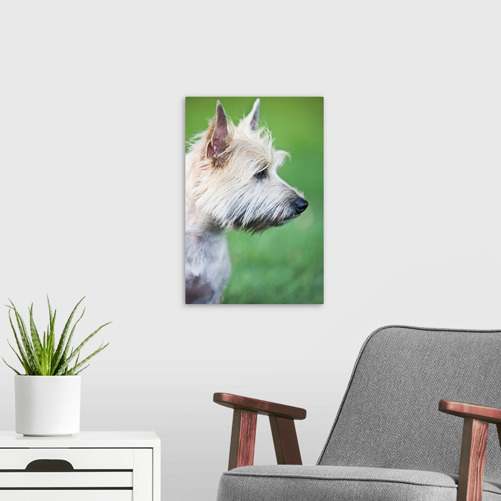 A modern room featuring Cairn Terrier in profile