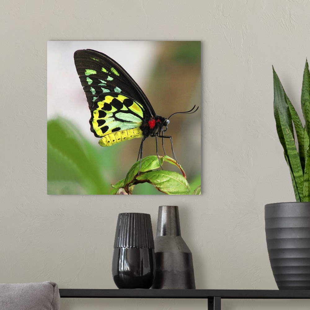 A modern room featuring Cairns Birdwing butterfly (ornithoptera priamus), resting on leaf, close-up.