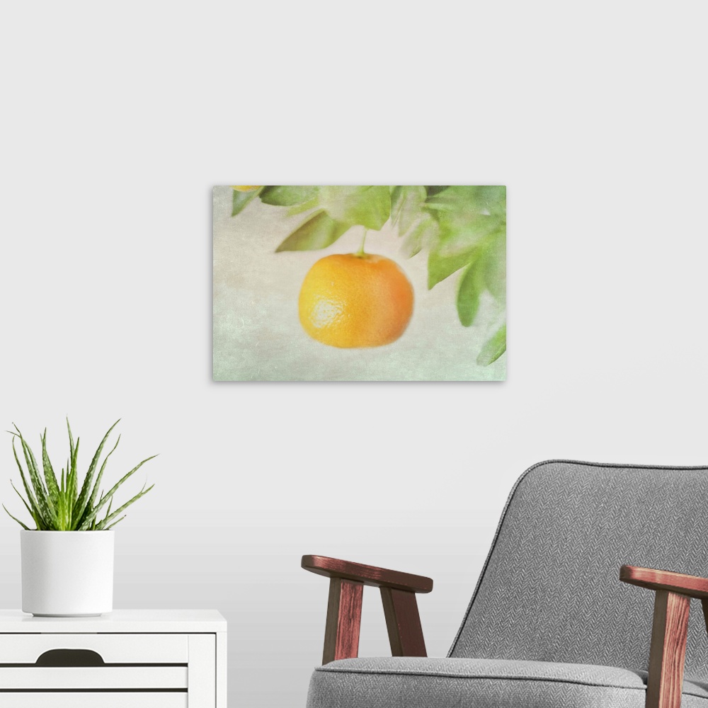 A modern room featuring Calamondin miniature orange hanging in tree.