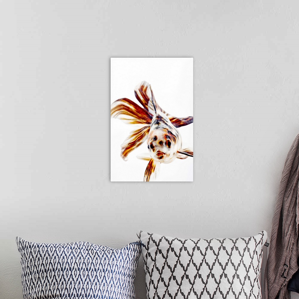 A bohemian room featuring Calico Fantail Comet goldfish (Carassius auratus). Calico goldfish with long, fan like fins. Stud...