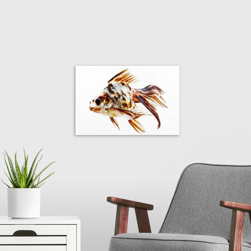 A modern room featuring Calico Fantail Comet goldfish (Carassius auratus). Calico goldfish with long, fan like fins. Stud...