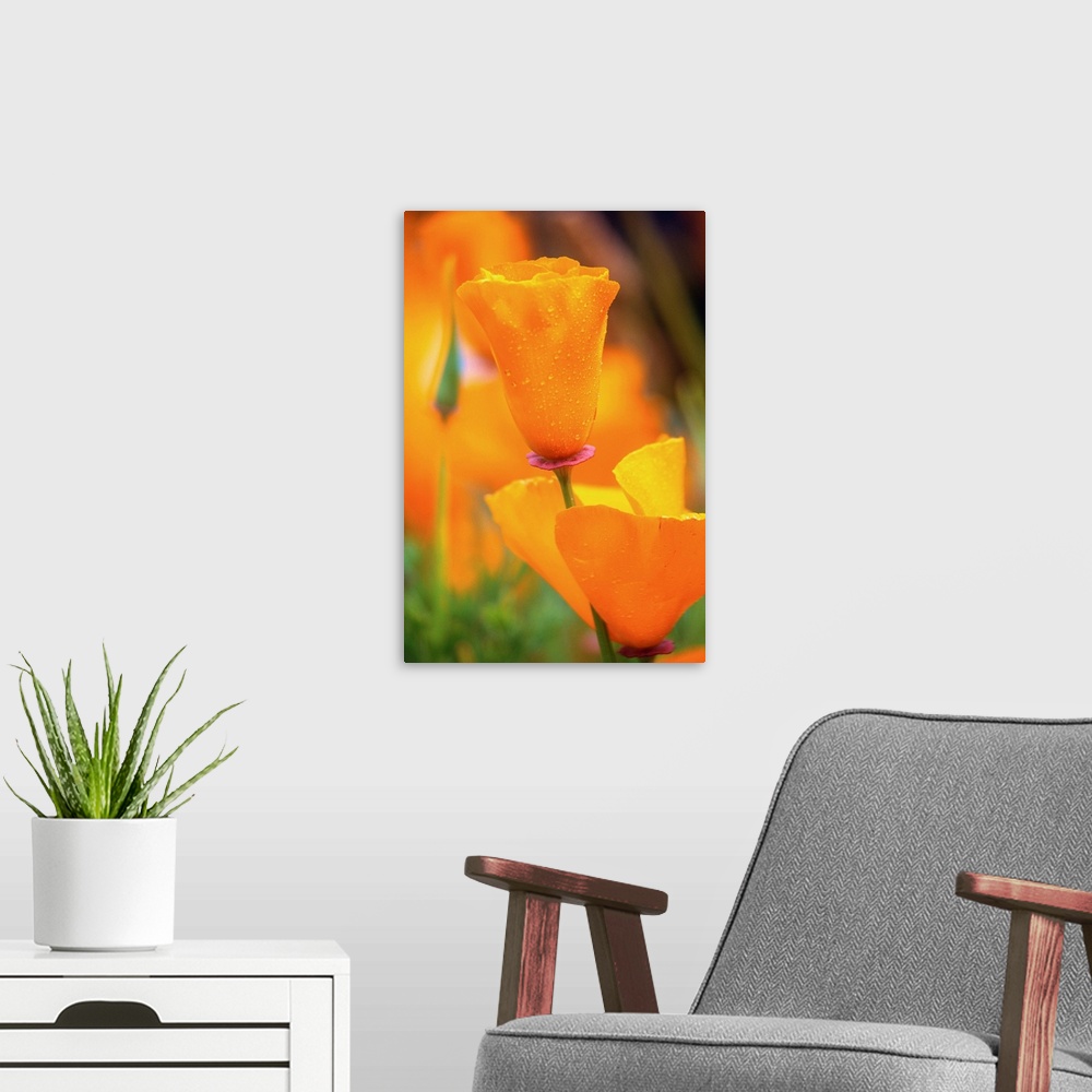A modern room featuring California Poppies