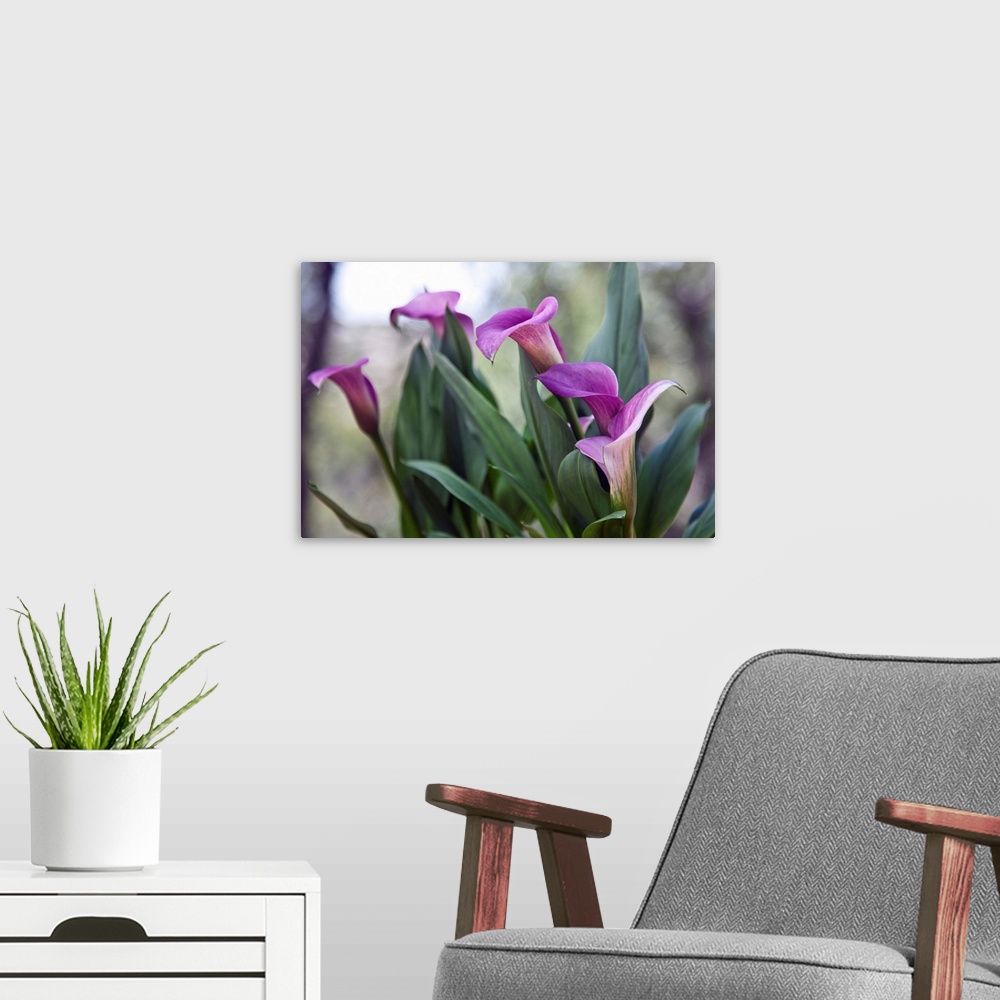 A modern room featuring Calla lily