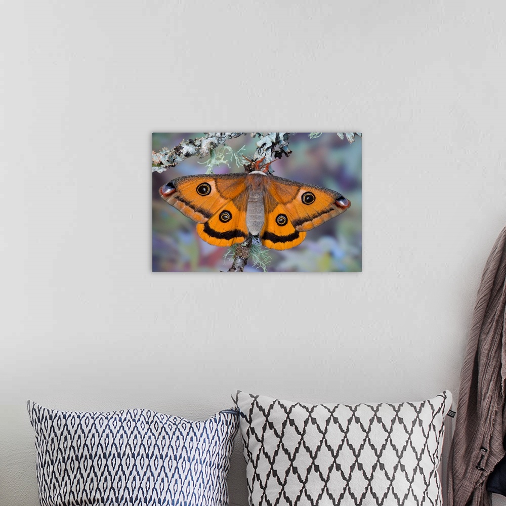 A bohemian room featuring Calosaturnia Moth On Lichen-Covered Branch