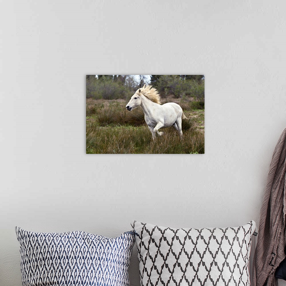 A bohemian room featuring Camargue horse running in marsh