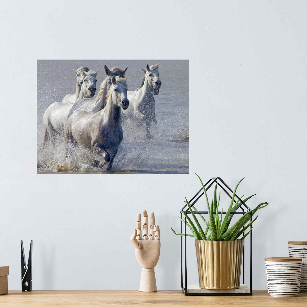 A bohemian room featuring Giant, horizontal photograph of a group of Camargue horses, splashing as they run through shallow...
