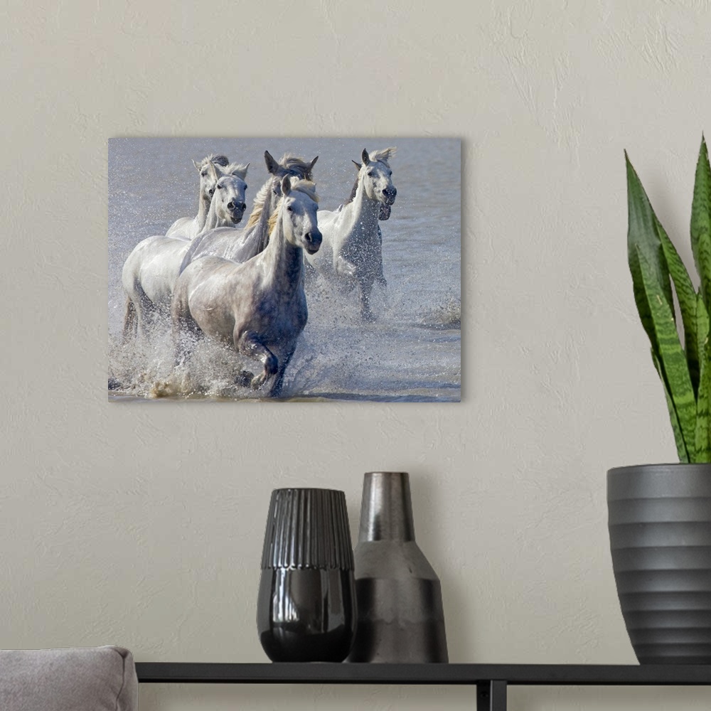 A modern room featuring Giant, horizontal photograph of a group of Camargue horses, splashing as they run through shallow...