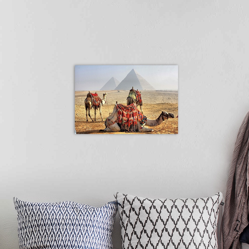 A bohemian room featuring Camel Resting in desert with Egyptian pyramids in background.