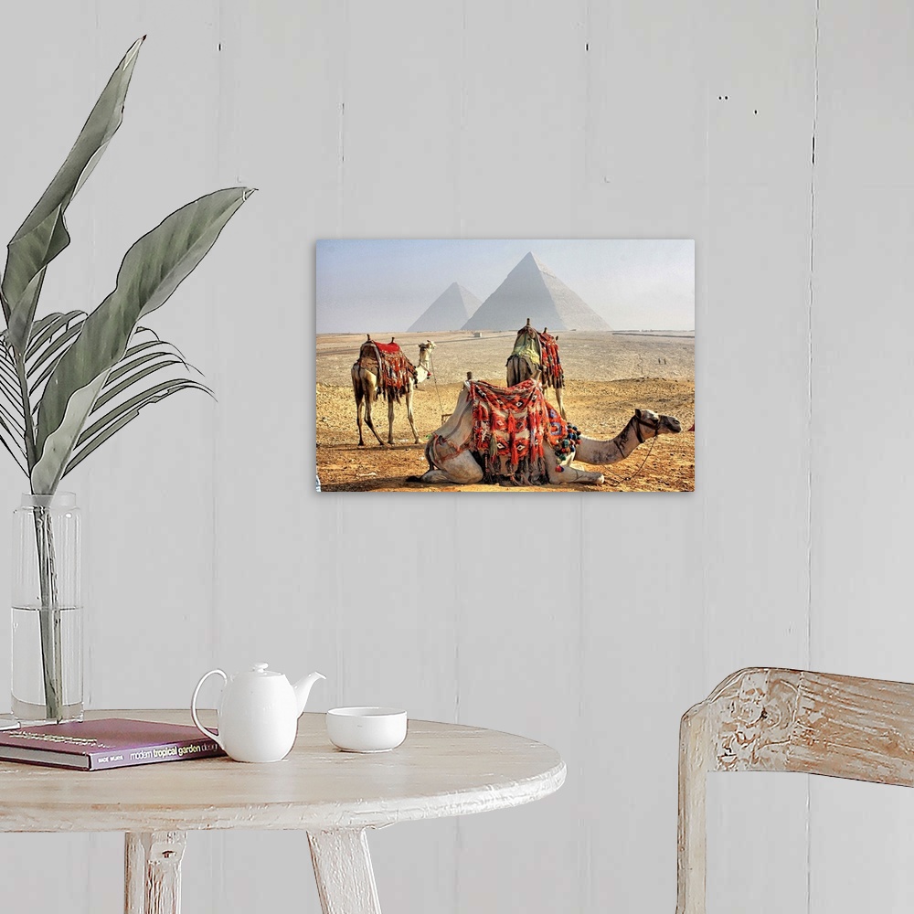 A farmhouse room featuring Camel Resting in desert with Egyptian pyramids in background.