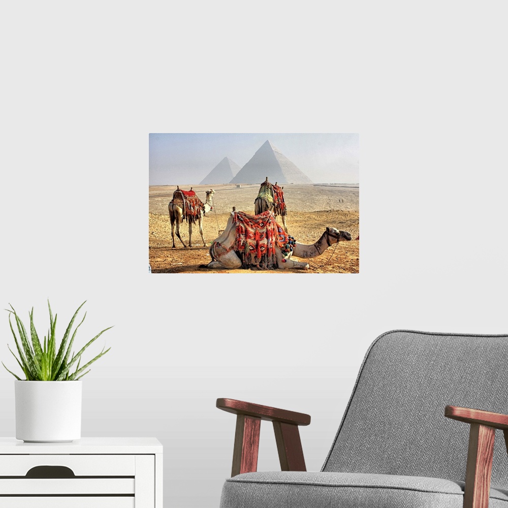 A modern room featuring Camel Resting in desert with Egyptian pyramids in background.