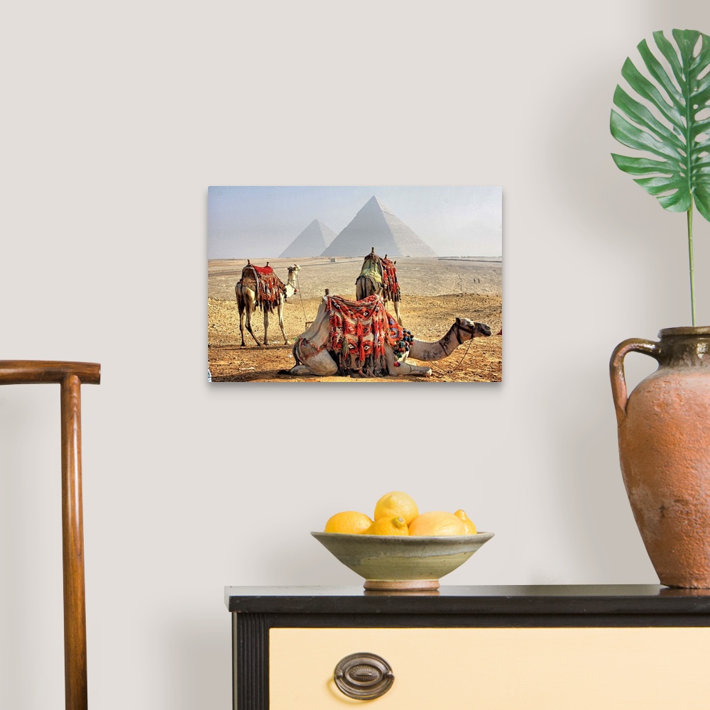 A traditional room featuring Camel Resting in desert with Egyptian pyramids in background.