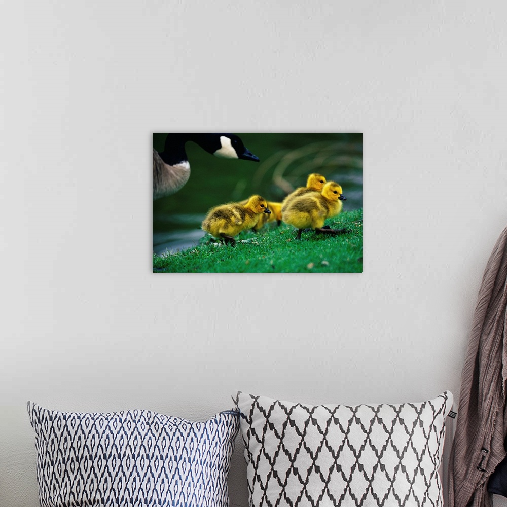 A bohemian room featuring Canada Goose With Chicks
