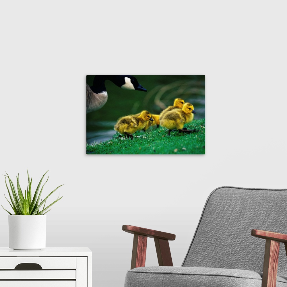 A modern room featuring Canada Goose With Chicks