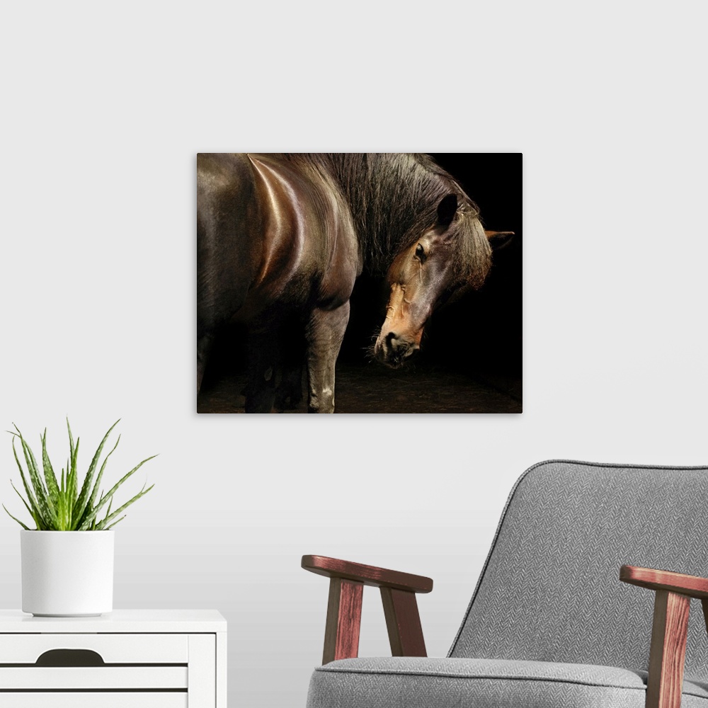 A modern room featuring Shimmering brown horse turns to look back in to the dark.