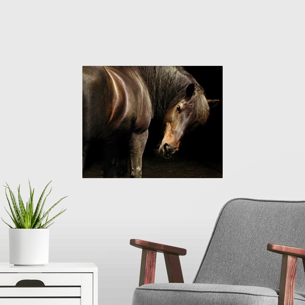A modern room featuring Shimmering brown horse turns to look back in to the dark.