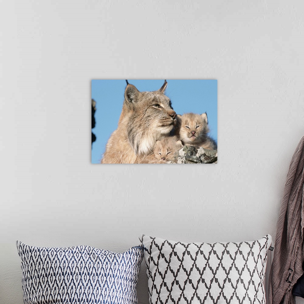 A bohemian room featuring Canadian Lynx with Young