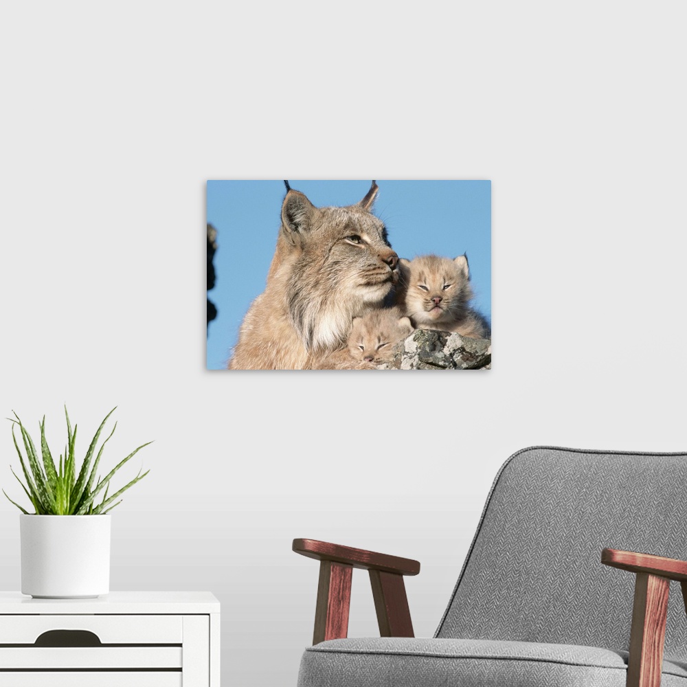 A modern room featuring Canadian Lynx with Young