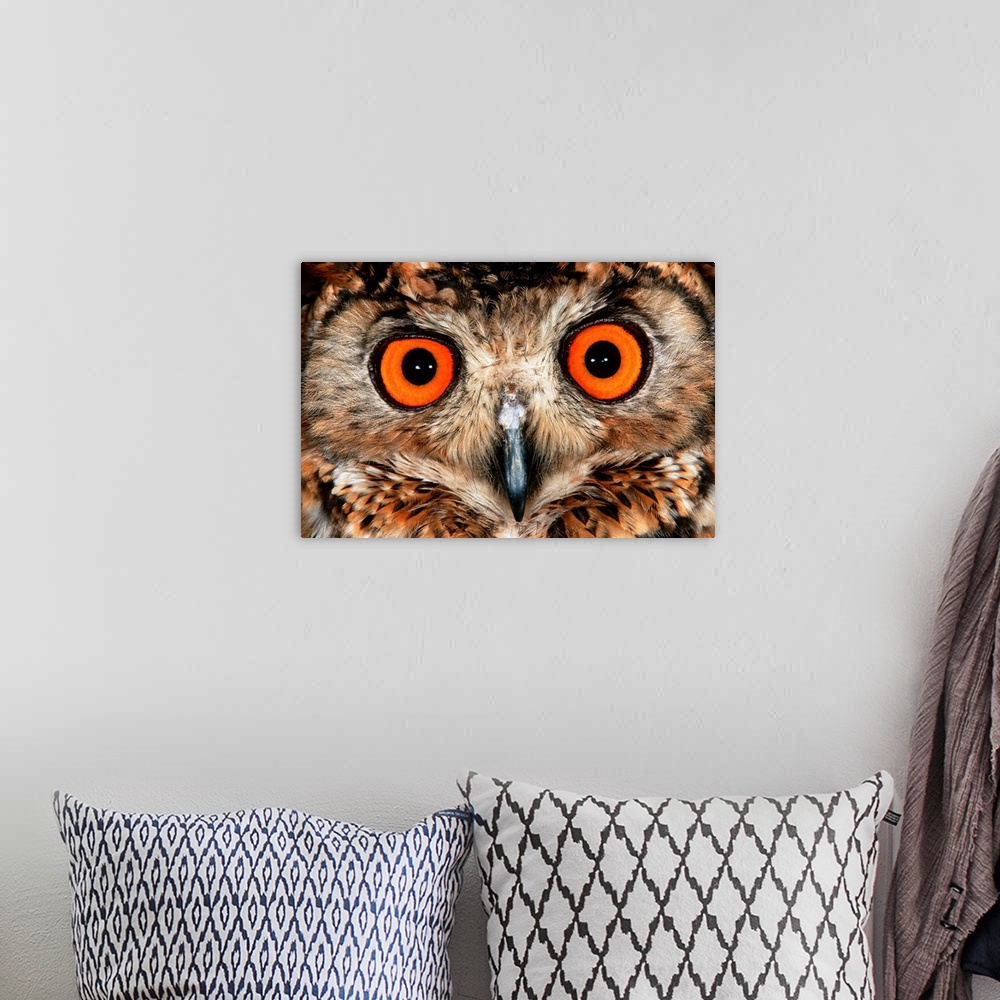 A bohemian room featuring Cape Eagle Owl Eyes