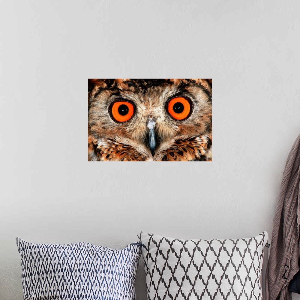 A bohemian room featuring Cape Eagle Owl Eyes