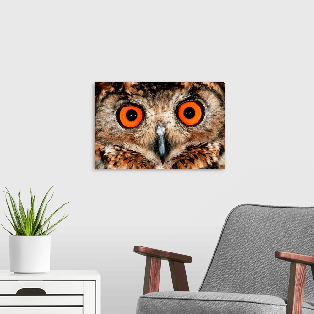 A modern room featuring Cape Eagle Owl Eyes