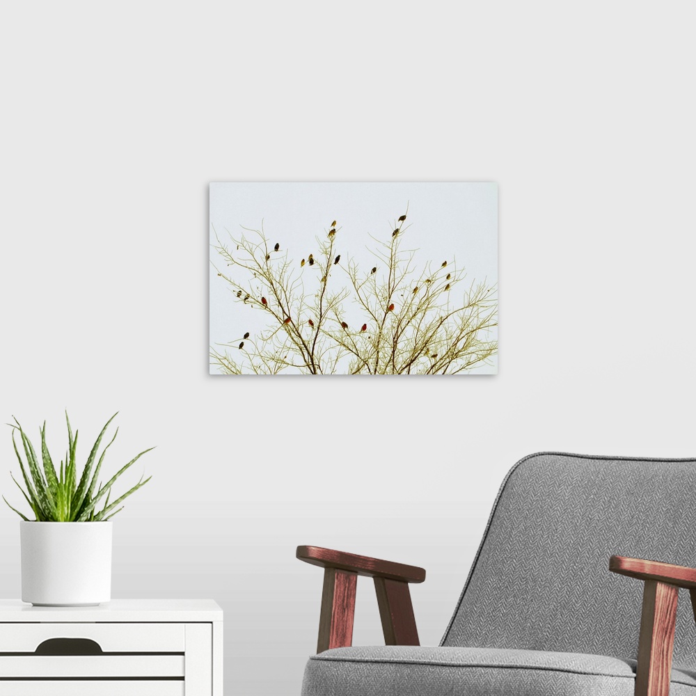 A modern room featuring Cardinals on tree against sky.