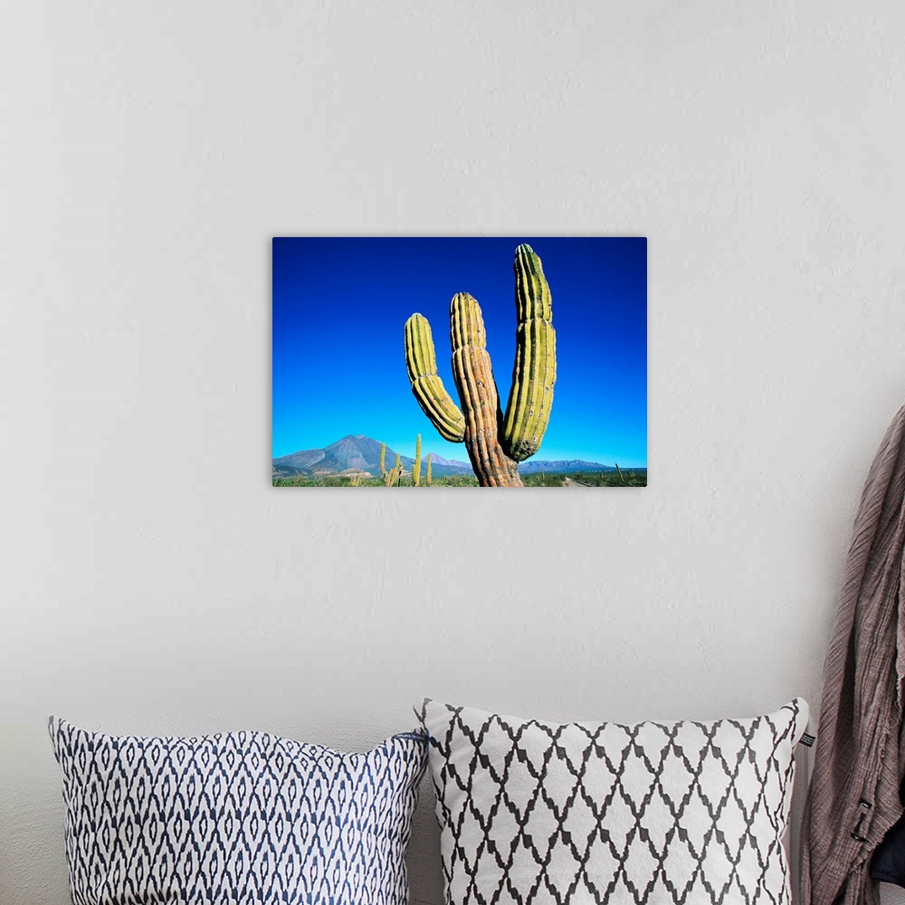 A bohemian room featuring Cardon Cactus Near Mountains
