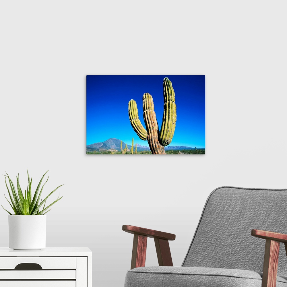 A modern room featuring Cardon Cactus Near Mountains