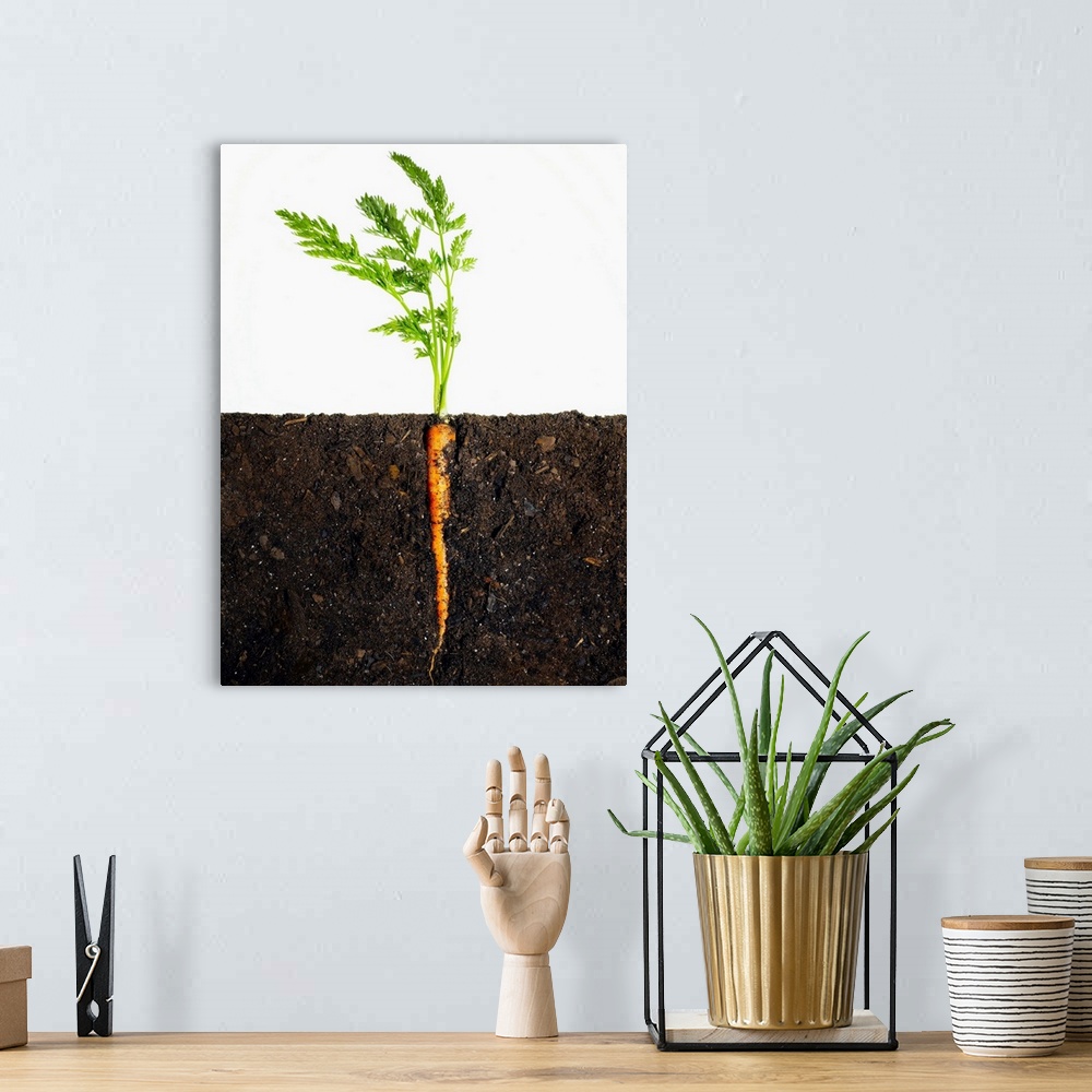 A bohemian room featuring Carrot In Dirt