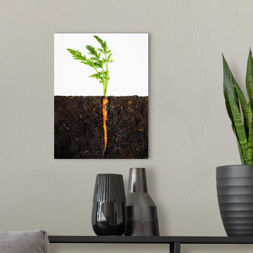 A modern room featuring Carrot In Dirt