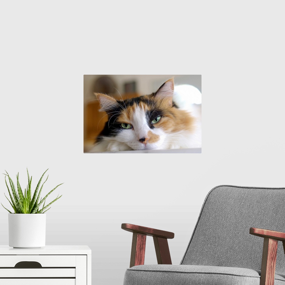 A modern room featuring Cat