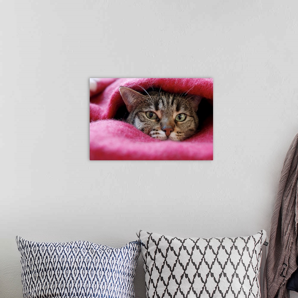 A bohemian room featuring Cat hidden in pink rug.