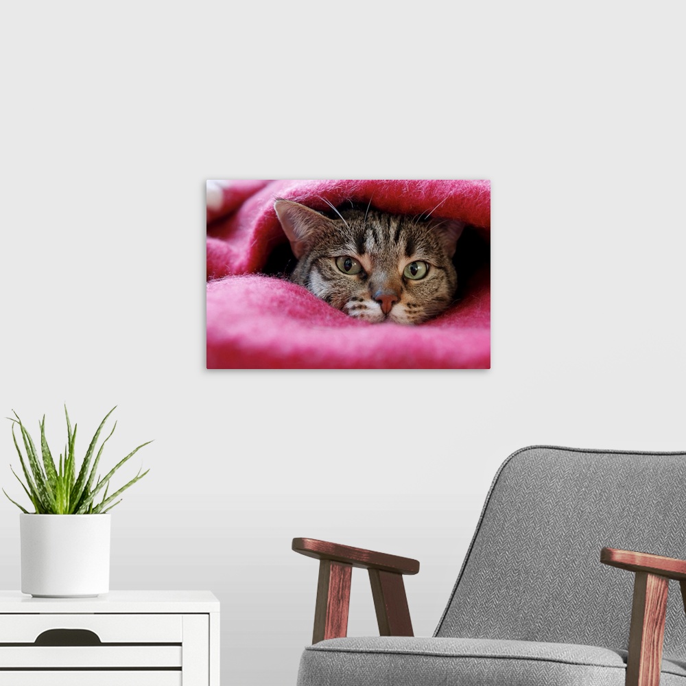 A modern room featuring Cat hidden in pink rug.